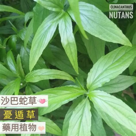 桶交藤功效|憂遁草 沙巴蛇草: 認識青草(52)